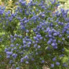 Californian Lilac Ceanothus Thyrsiflorus Var. Repens 1 Californian Lilac Ceanothus Thyrsiflorus Var. Repens -Garden Bulbs Store 510886