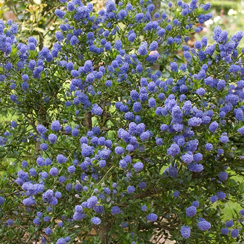 Californian Lilac Ceanothus Thyrsiflorus Var. Repens 3 Californian Lilac Ceanothus Thyrsiflorus Var. Repens