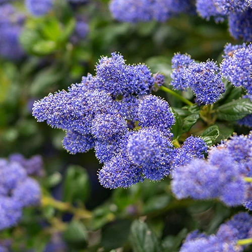 Californian Lilac Ceanothus Thyrsiflorus Var. Repens 4 Californian Lilac Ceanothus Thyrsiflorus Var. Repens - Image 2