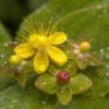 Hypericum 'Miracle Attraction' -Garden Bulbs Store 510890