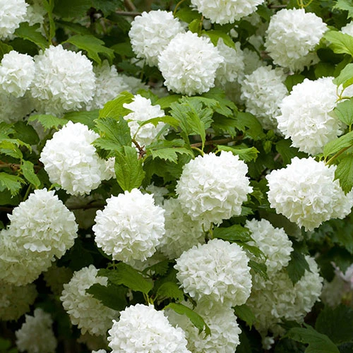 Snowball Tree Viburnum Opulus 'Roseum' 3 Snowball Tree Viburnum Opulus 'Roseum'