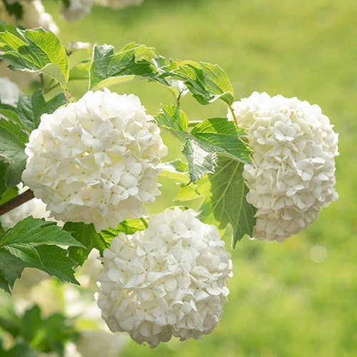 Snowball Tree Viburnum Opulus 'Roseum' 4 Snowball Tree Viburnum Opulus 'Roseum' - Image 2