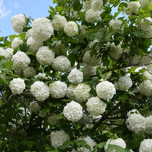 Snowball Tree Viburnum Opulus 'Roseum' 5 Snowball Tree Viburnum Opulus 'Roseum' - Image 3