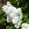 French Lilac Syringa Vulgaris ?Madame Lemoine' -Garden Bulbs Store 510908