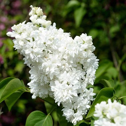 French Lilac Syringa Vulgaris ?Madame Lemoine' 3 French Lilac Syringa Vulgaris ?Madame Lemoine'