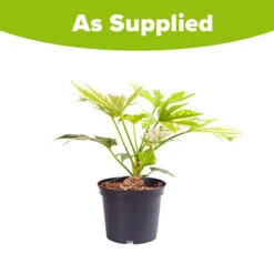 Caster Oil Plant Fatsia Japonica 'Spider's Web' 9 Caster Oil Plant Fatsia Japonica 'Spider's Web' -Garden Bulbs Store 510910 3