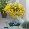 Broom Cytisus 'Golden Tears' Standard -Garden Bulbs Store 510938