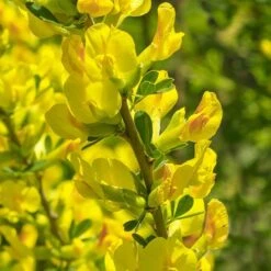 Broom Cytisus 'Golden Tears' Standard -Garden Bulbs Store 510938 2