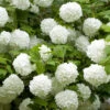 Viburnum 'Eskimo' Standard -Garden Bulbs Store 510944