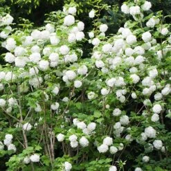 Viburnum 'Eskimo' Standard -Garden Bulbs Store 510944 1