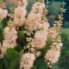 Summersweet Clethra Alnifolia 'Pink Spire' 1 Summersweet Clethra Alnifolia 'Pink Spire' -Garden Bulbs Store 510958