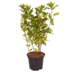 Summersweet Clethra Alnifolia 'Pink Spire' -Garden Bulbs Store 510958 2