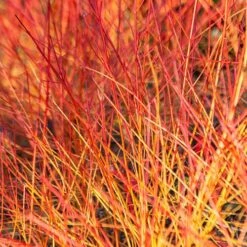 Cornus Sanguinea 'Anny's Winter Orange'