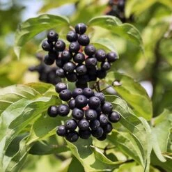 Cornus Sanguinea 'Anny's Winter Orange' -Garden Bulbs Store 510959 2