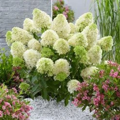 Hydrangea Paniculata 'Skyfall' -Garden Bulbs Store 510964 2