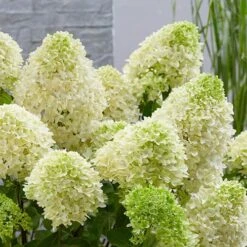 Hydrangea Paniculata 'Skyfall' -Garden Bulbs Store 510964 4