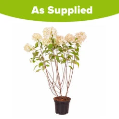Hydrangea Paniculata 'Skyfall' -Garden Bulbs Store 510964 5