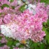 Hydrangea Paniculata 'Vanille Fraise' -Garden Bulbs Store 510965