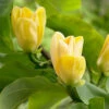 Magnolia ? Brooklynensis 'Yellow Bird' -Garden Bulbs Store 510969