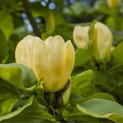Magnolia ? Brooklynensis 'Yellow Bird' -Garden Bulbs Store 510969 1