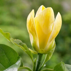 Magnolia ? Brooklynensis 'Yellow Bird' -Garden Bulbs Store 510969 3