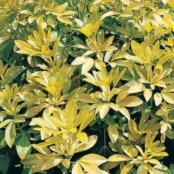 Choisya Ternata 'Sundance' -Garden Bulbs Store 511001 2