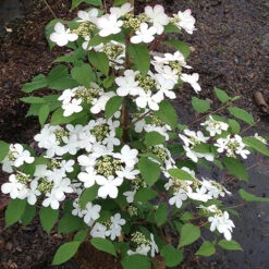 Viburnum Plicatum 'Kilimanjaro Sunrise' -Garden Bulbs Store 511005 3
