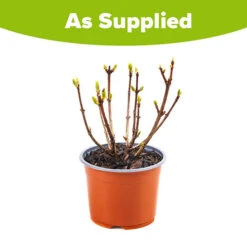 Hydrangea Paniculata 'Polestar' (R) 11 Hydrangea Paniculata 'Polestar' (R) -Garden Bulbs Store 511017 4