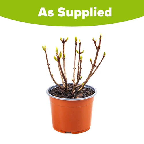 Hydrangea Paniculata 'Polestar' (R) 7 Hydrangea Paniculata 'Polestar' (R) - Image 5