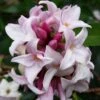 Daphne 'Perfume Princess' -Garden Bulbs Store 511038