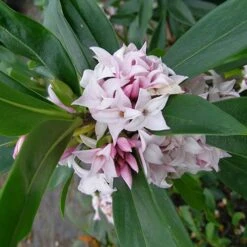 Daphne 'Perfume Princess' -Garden Bulbs Store 511038 1
