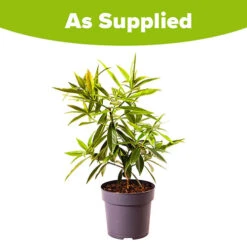 Daphne 'Perfume Princess' -Garden Bulbs Store 511038 8