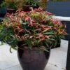 Leucothoe 'Burning Love' -Garden Bulbs Store 511058