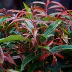 Leucothoe 'Burning Love' -Garden Bulbs Store 511058 1