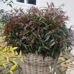 Leucothoe 'Burning Love' -Garden Bulbs Store 511058 2