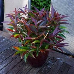 Leucothoe 'Burning Love' -Garden Bulbs Store 511058 4