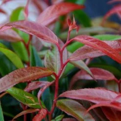 Leucothoe 'Burning Love' -Garden Bulbs Store 511058 5