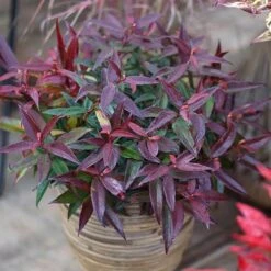 Leucothoe 'Burning Love' -Garden Bulbs Store 511058 6