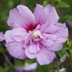Hibiscus Lavender Chiffon? -Garden Bulbs Store 511063 1
