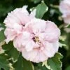 Hibiscus 'Sugar Tip' -Garden Bulbs Store 511073
