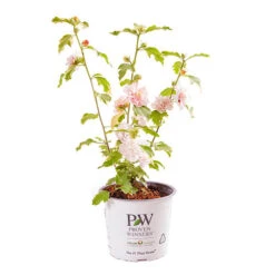 Hibiscus 'Sugar Tip' -Garden Bulbs Store 511073 1