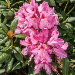 Rhododendron Cosmopolitan -Garden Bulbs Store 511094 1
