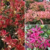 Pieris Collection -Garden Bulbs Store 511126