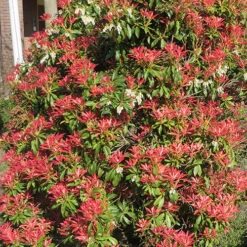 Pieris Collection -Garden Bulbs Store 511126 5