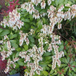 Pieris Collection -Garden Bulbs Store 511126 6