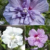 Double Flowered 'Chiffon' Hibiscus Collection -Garden Bulbs Store 511167
