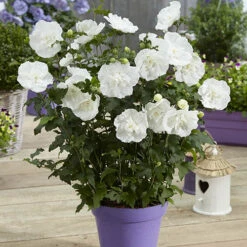 Garden Bulbs Store -Garden Bulbs Store 511167 1