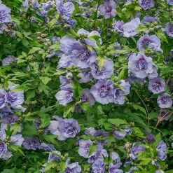 Double Flowered 'Chiffon' Hibiscus Collection -Garden Bulbs Store 511167 2