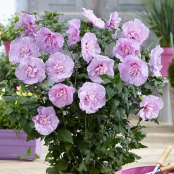 Double Flowered 'Chiffon' Hibiscus Collection -Garden Bulbs Store 511167 3