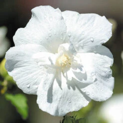 Double Flowered 'Chiffon' Hibiscus Collection -Garden Bulbs Store 511167 4